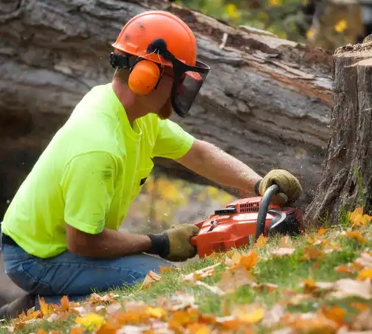 tree services Evendale